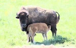 ASEAB Tourisme Moto - visite d'un élevage de bisons